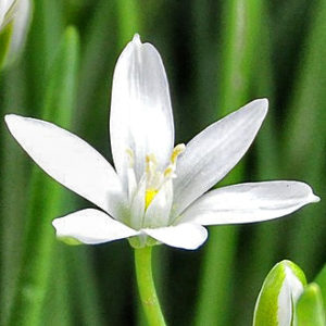 fleur de bach floribach 29 star of bethleem