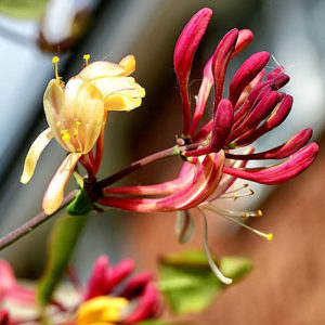 fleur de bach floribach 16 chevrefeuille honeysuckle