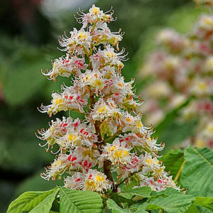 fleur de bach floribach 35 marronnier blanc white chestnut