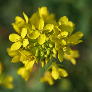 fleur de bach floribach 21 mustard