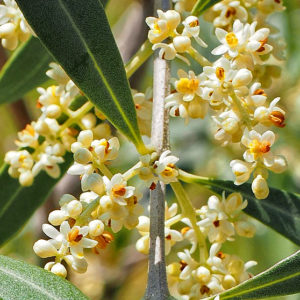 fleur de bach floribach 23 olive