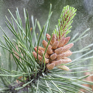 fleur de bach floribach 24 pine