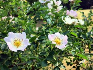 fleur de bach floribach 37 eglantier wild rose