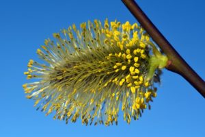 fleur de bach floribach 38 saule willow