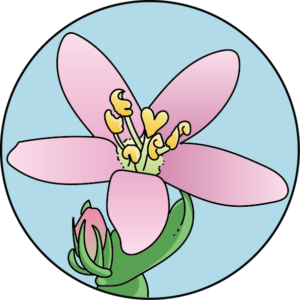 dessin fleur de bach floribach centaury