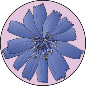 dessin fleur de bach floribach chicory chicoree