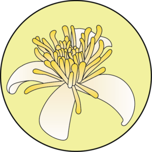 dessin fleur de bach floribach clematite clematis