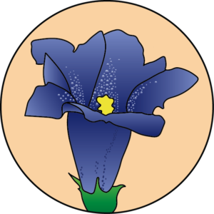 dessin fleur de bach floribach gentian