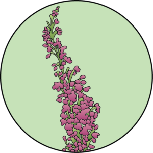 dessin fleur de bach floribach chevrefeuille honeysuckle