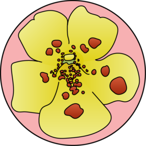 dessin fleur de bach floribach mimulus