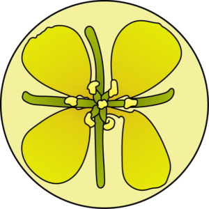 dessin fleur de bach floribach mustard moutarde