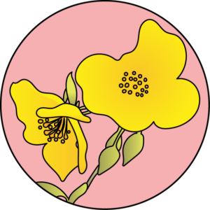 dessin fleur de bach floribach rock rose heliantheme