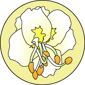 fleur de Bach floribach white chestnut