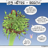 bd dessin fleur Bach Hêtre Beech